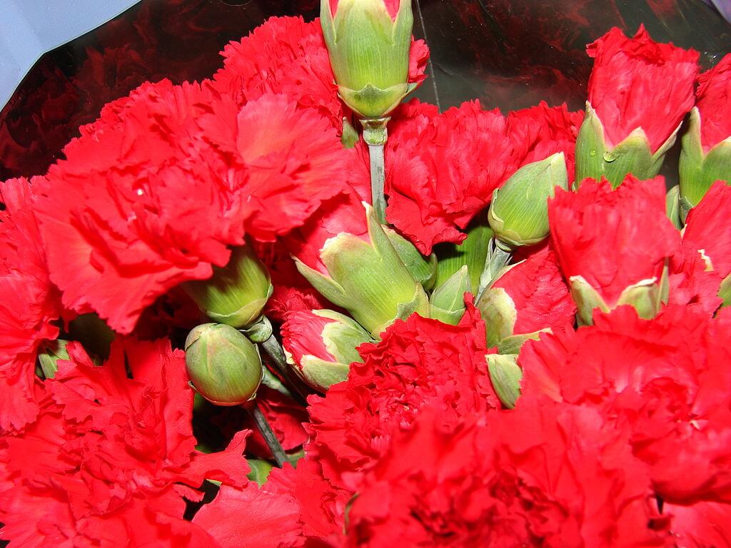 گل شاخه بریده میخک - Dianthus Red