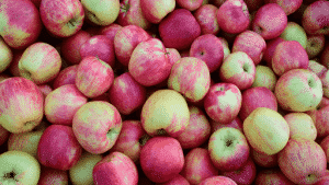 پرمنگنات پتاسیم بر سیب - apple potassium permanganate