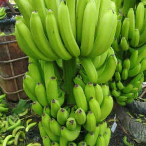 banana-import-zaeem4 - واردات موز